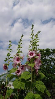 DSC_1181.JPG