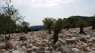 DSC_1184.JPG